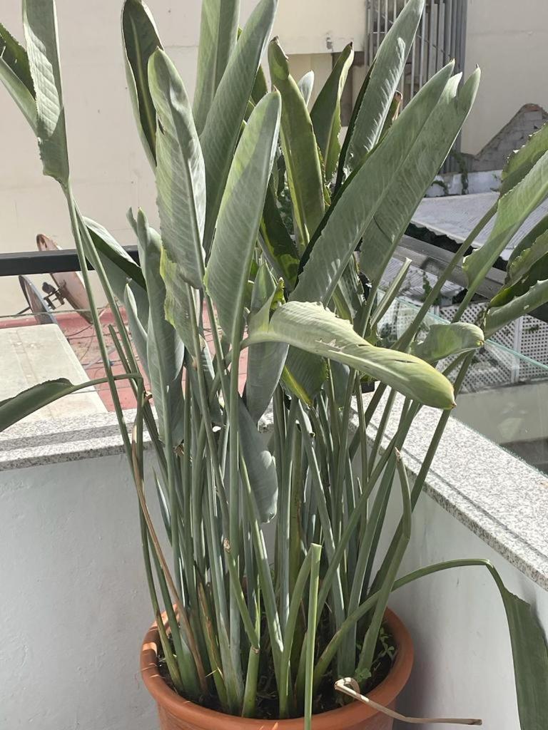 Central, Terrasse, Confortable - Bleue Apartamento *